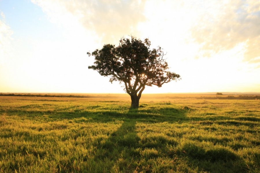 Одинокое дерево в Парагвае